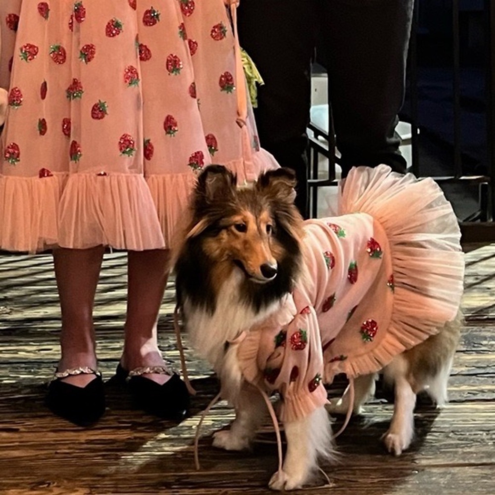 Lirika Matoshi Dog Dress Medium Like New